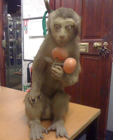 bruce monkey 2